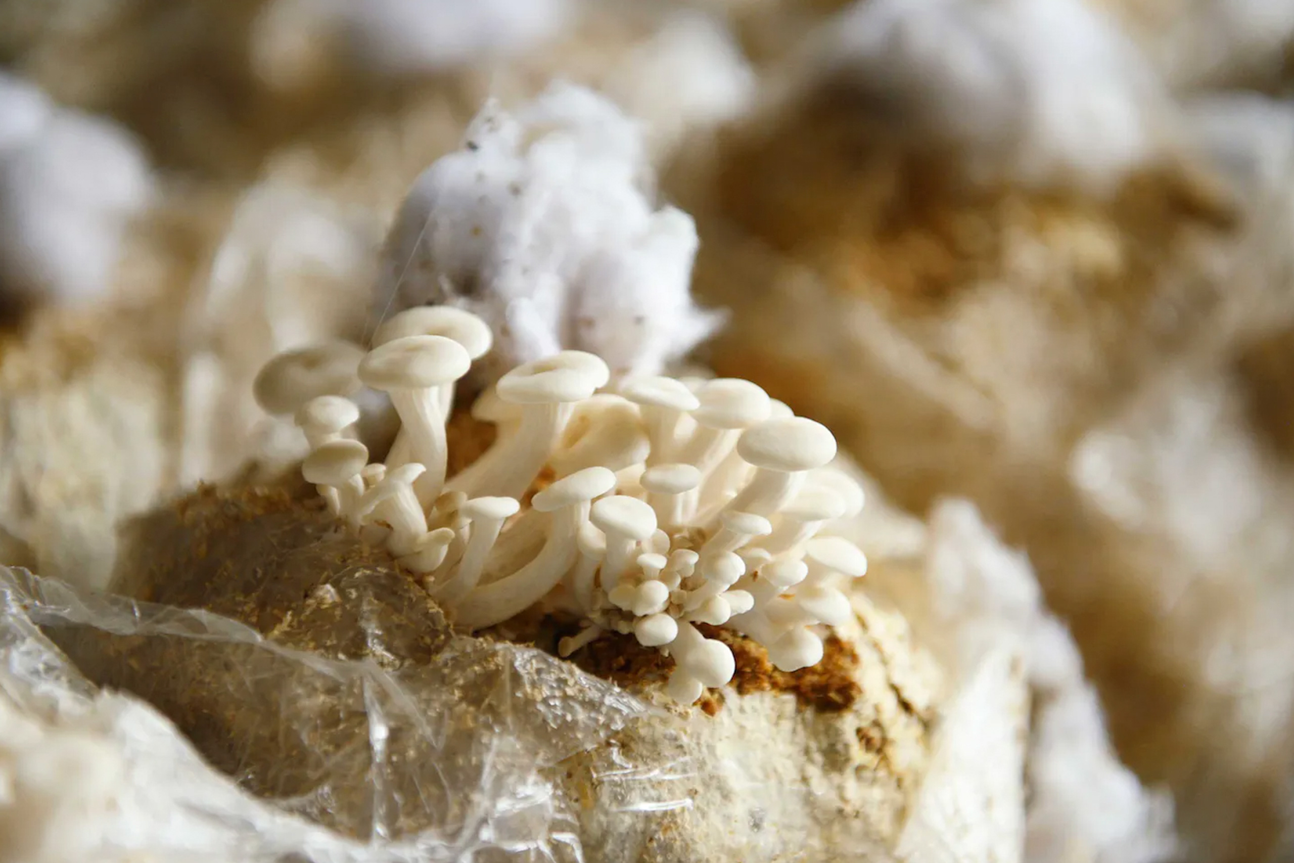 Interview: ‘Mycelium power for the construction industry’